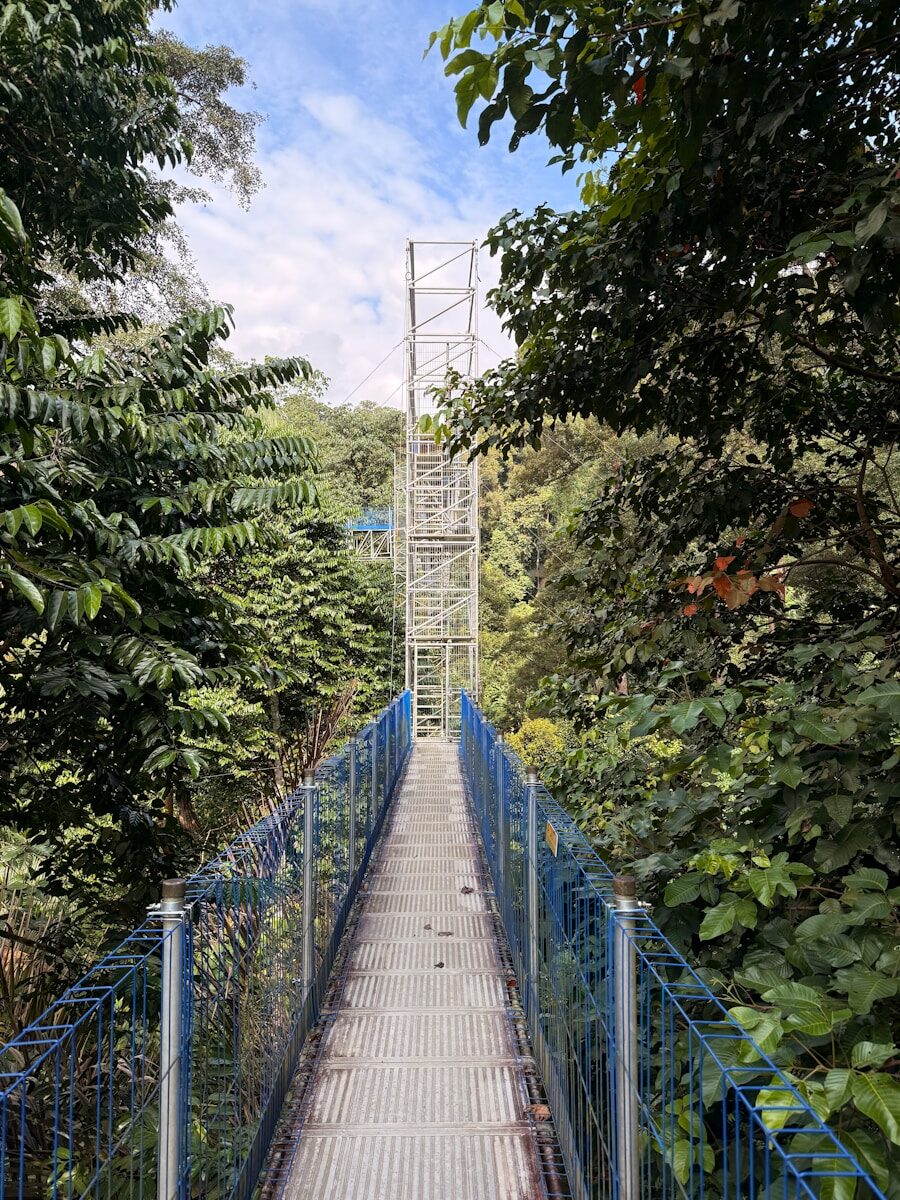 Suspension bridge leading into a lush green forest.